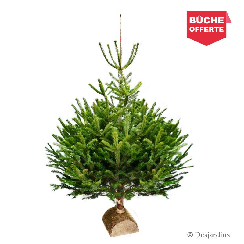 Sapin naturel coupé Abies Nordmann 100 125 cm Desjardins fr