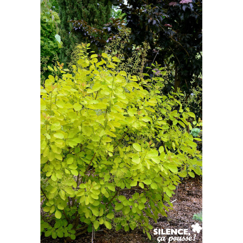 COTINUS coggygria Golden Lady TFE C4 5L SILENCE ÇA POUSSE