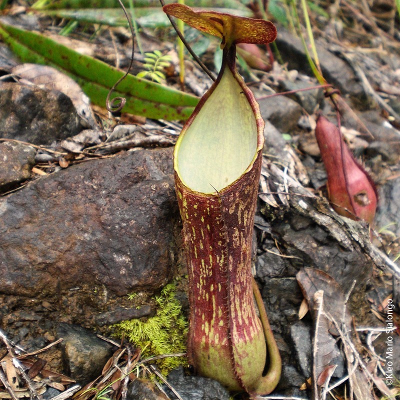  Nepenthes Alata  14cm Desjardins fr