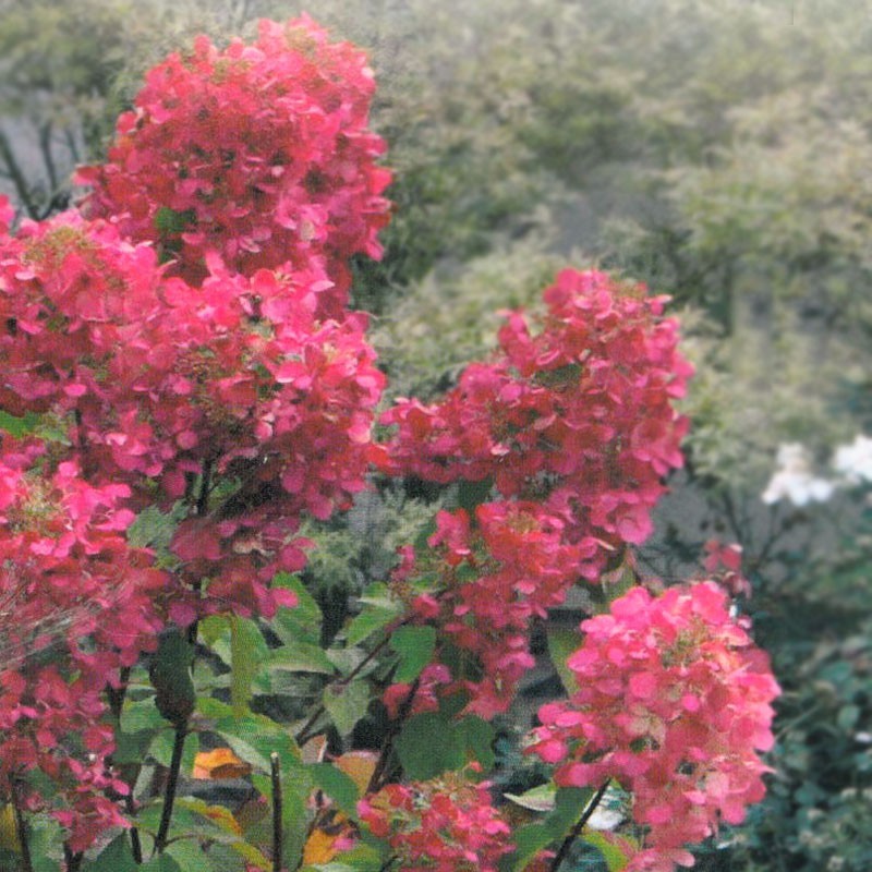 Hydrangea Paniculata "diamant rouge" - 7L