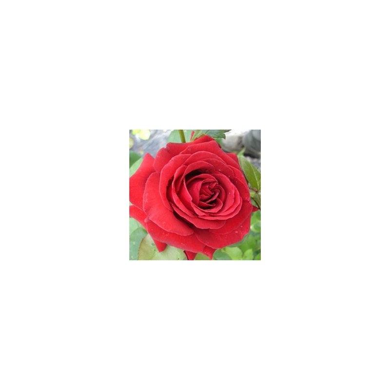 ROSIER DAME DE COEUR C2L