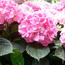 Hydrangea macrophylla "bouquet rose" - 2L