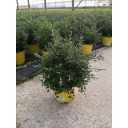 Cytisus touffe p14 - DELLA VALLE 