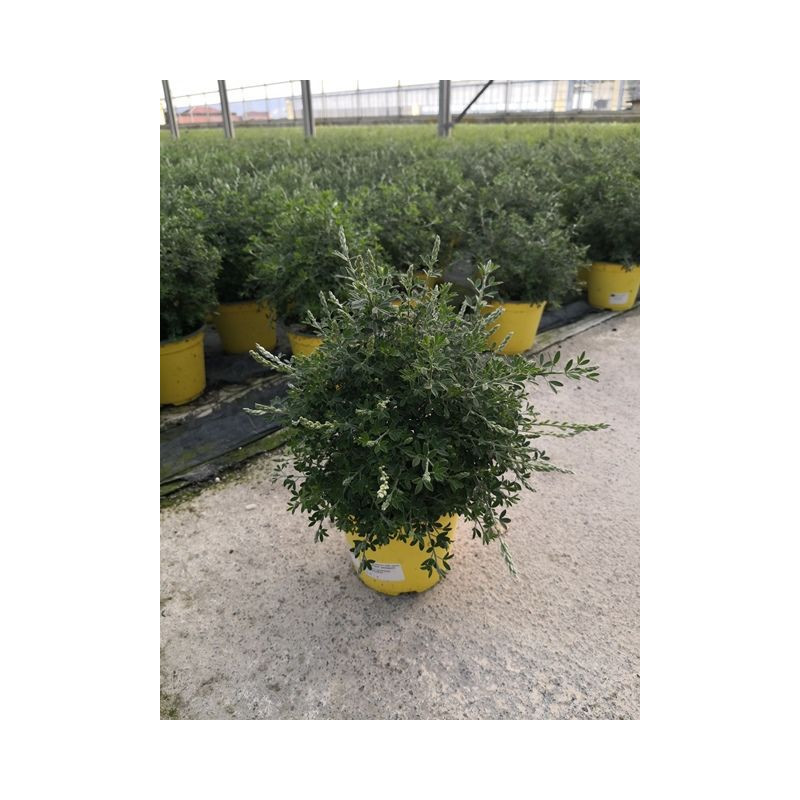 Cytisus touffe p14 - DELLA VALLE 