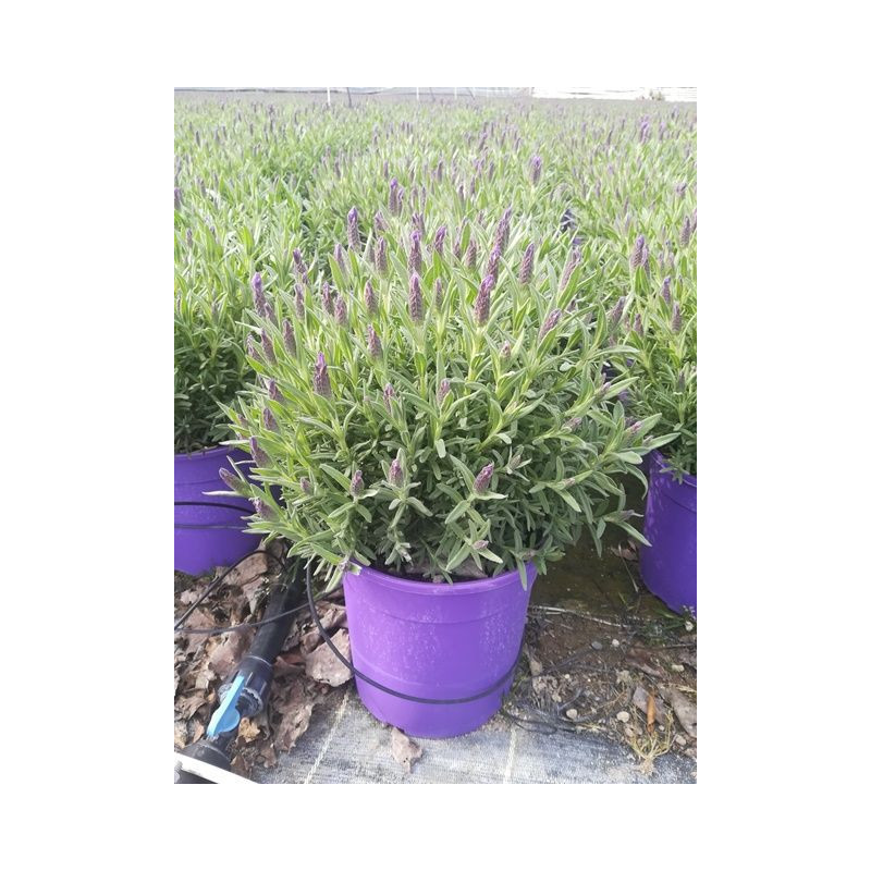 Lavandula stoechas touffe p18 - DELLA VALLE 