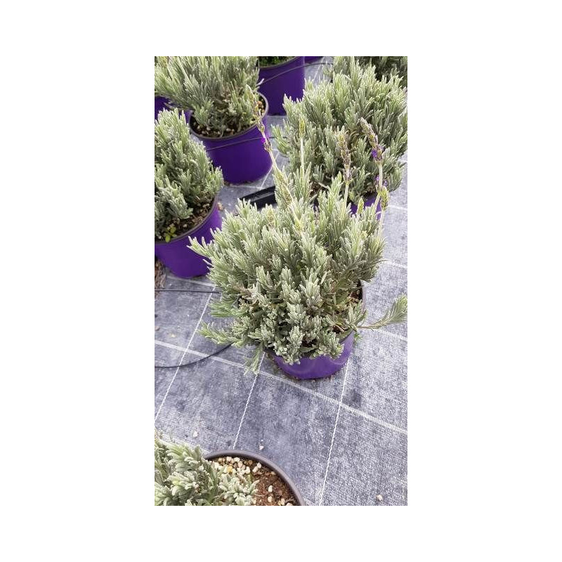 Lavandula goodwin touffe p18 - DELLA VALLE 