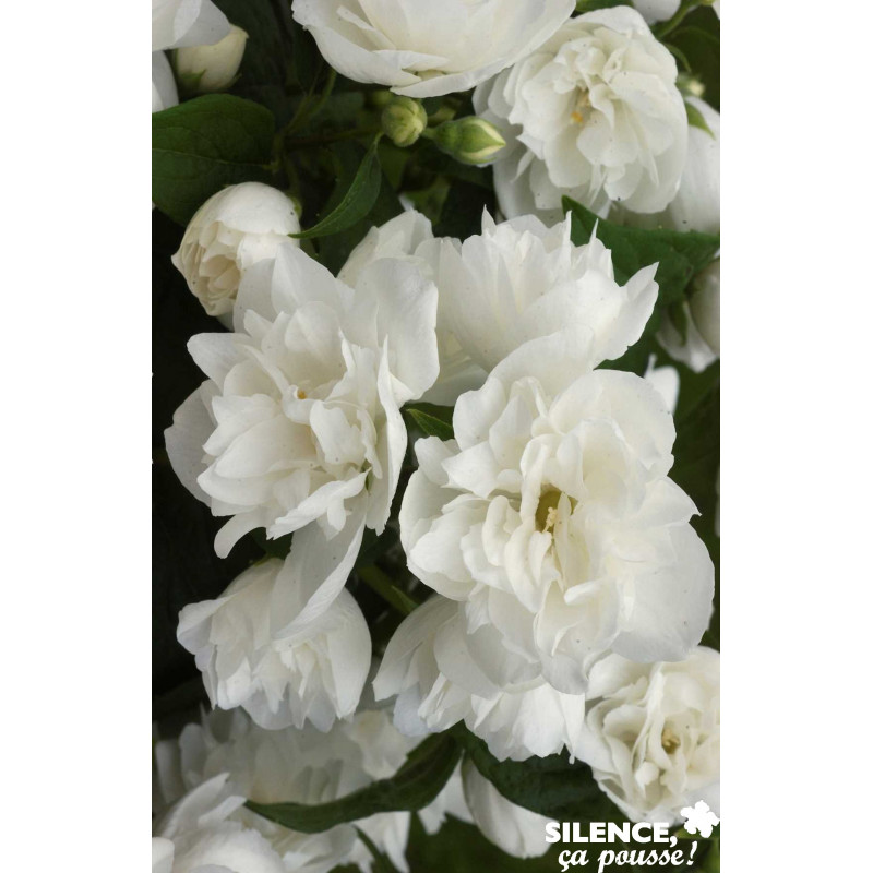 PHILADELPHUS virginal TFE C4.5L - SILENCE ÇA POUSSE 