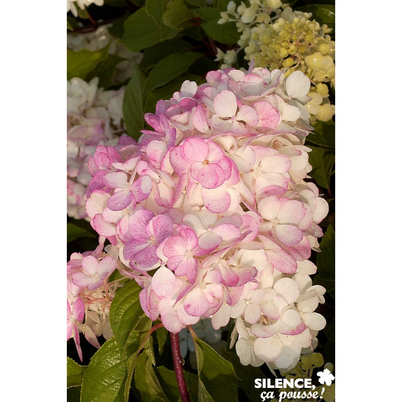 HYDRANGEA paniculata Vanille Fraise® TFE C10L - SILENCE ÇA POUSSE 