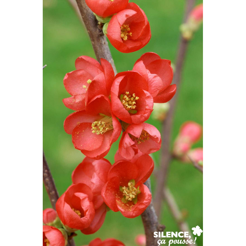 CHAENOMELES speciosa Hot Fire® 3TUT C4.5L - SILENCE ÇA POUSSE 