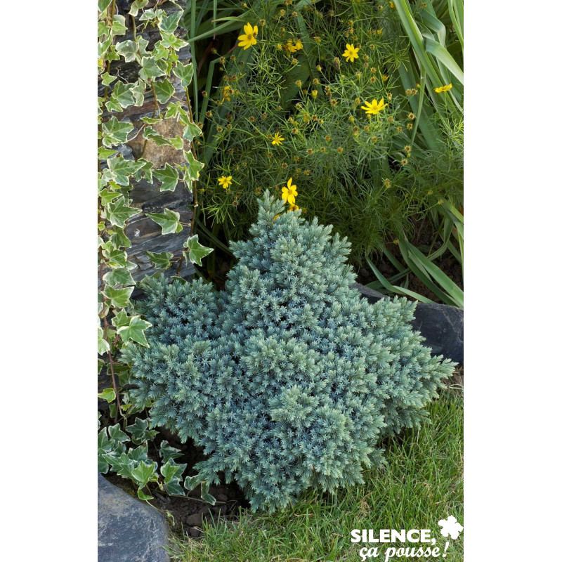 JUNIPERUS squamata Blue Star C4.5L - SILENCE ÇA POUSSE 