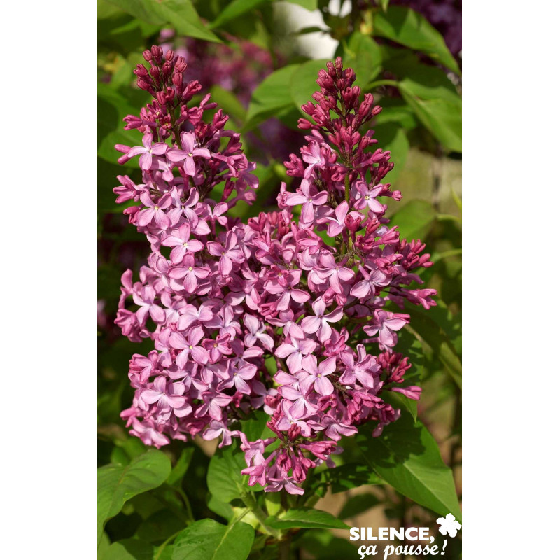 SYRINGA vulgaris Princesse Sturdza 3/4BR 40/60 C - SILENCE ÇA POUSSE 