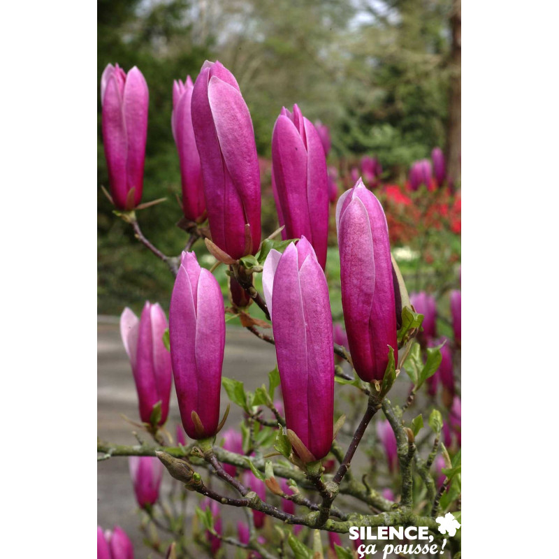 MAGNOLIA liliflora Nigra TFE C4.5L - SILENCE ÇA POUSSE 