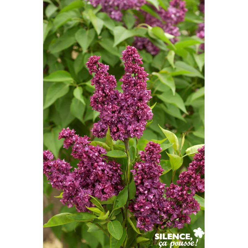 SYRINGA vulgaris Charles Joly 3/4BR 40/60 C4.5L - SILENCE ÇA POUSSE 