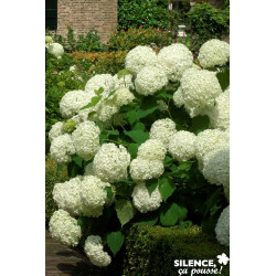 HYDRANGEA arborescens Annabelle TFE C4.5L - SILENCE ÇA POUSSE 