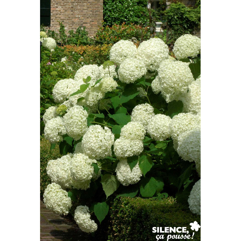 HYDRANGEA arborescens Annabelle TFE C4.5L - SILENCE ÇA POUSSE 