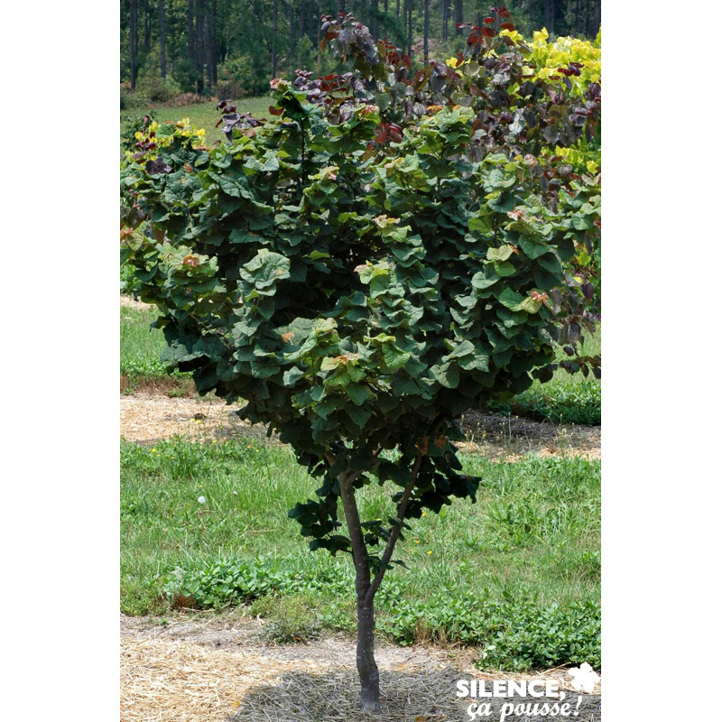 CERCIS canadensis Little Woody® TFE C10L - SILENCE ÇA POUSSE 