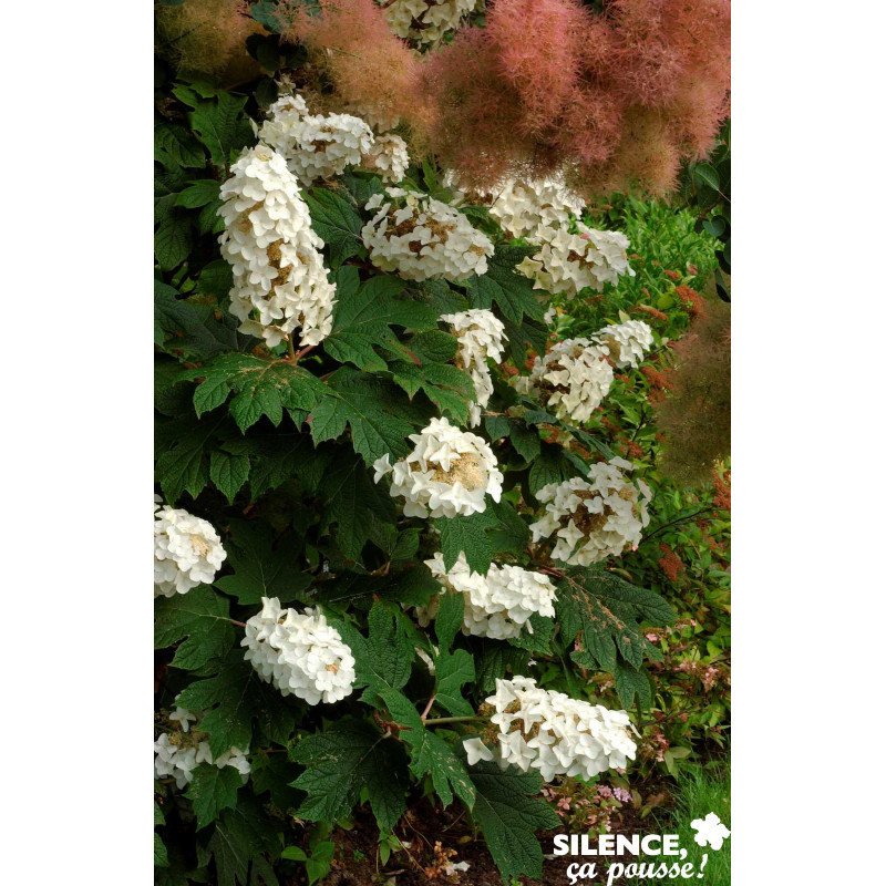 HYDRANGEA quercifolia Snow Queen TFE C4.5L - SILENCE ÇA POUSSE 