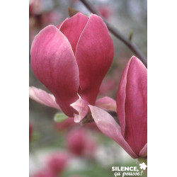 MAGNOLIA soulangeana Rustica Rubra TFE C4.5L - SILENCE ÇA POUSSE 