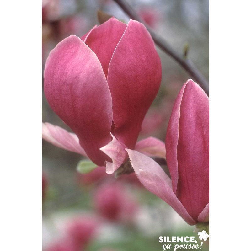 MAGNOLIA soulangeana Rustica Rubra TFE C4.5L - SILENCE ÇA POUSSE 