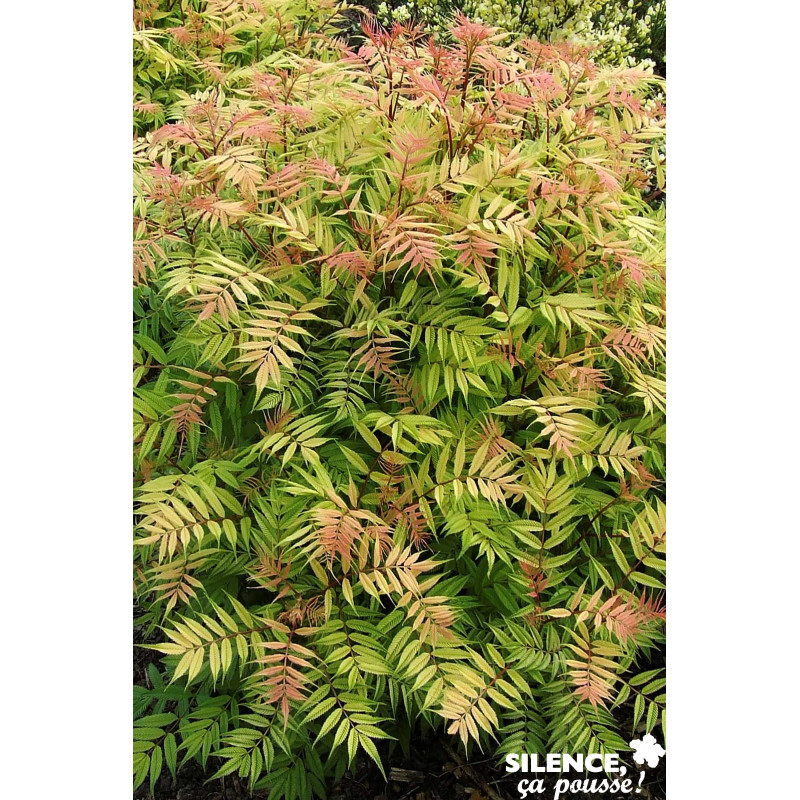 SORBARIA sorbifolia 'Sem' TFE C4.5L - SILENCE ÇA POUSSE 