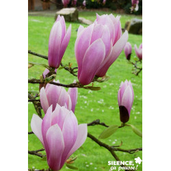 MAGNOLIA soulangeana Andre Leroy TFE C4.5L - SILENCE ÇA POUSSE 