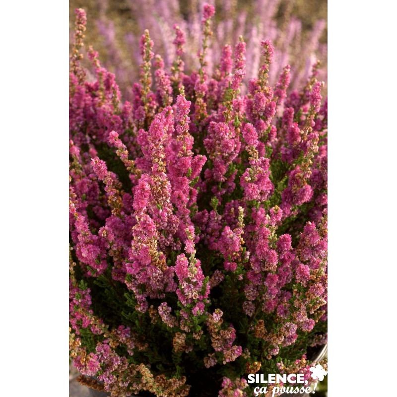 CALLUNA vulgaris Darkness C2L-DECO - SILENCE ÇA POUSSE 