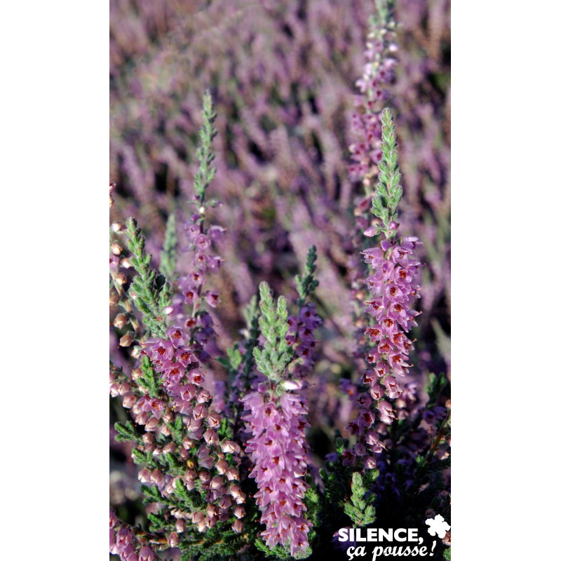 CALLUNA vulgaris Silver Knight C2L-DECO - SILENCE ÇA POUSSE 