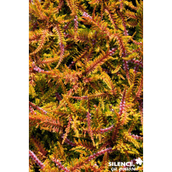 CALLUNA vulgaris Wickwar Flame C2L-DECO - SILENCE ÇA POUSSE 