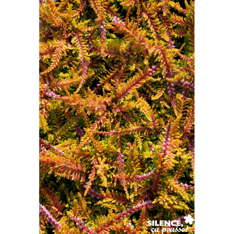 CALLUNA vulgaris Wickwar Flame C2L-DECO - SILENCE ÇA POUSSE 