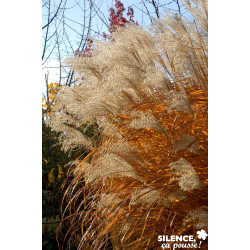 MISCANTHUS sinensis Graziella TFE C10L - SILENCE ÇA POUSSE 