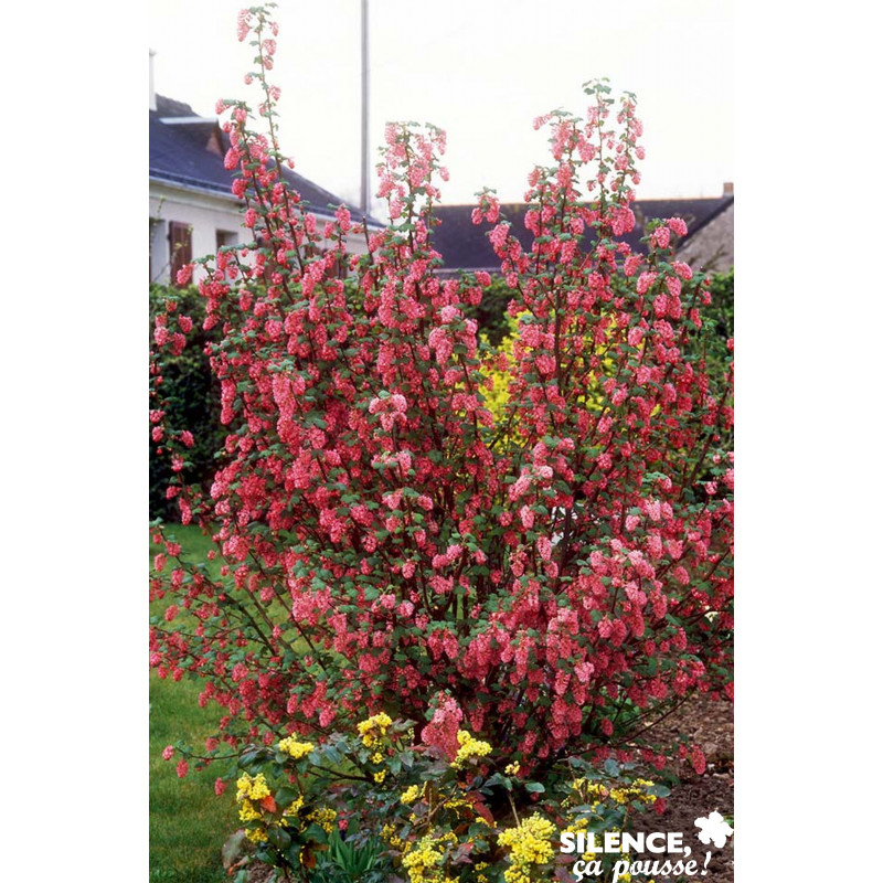 Ribes sanguineum pulborough scarlet c4.5l - SILENCE ÇA POUSSE 