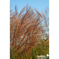 MISCANTHUS sinensis Gracillimus TFE C10L - SILENCE ÇA POUSSE 