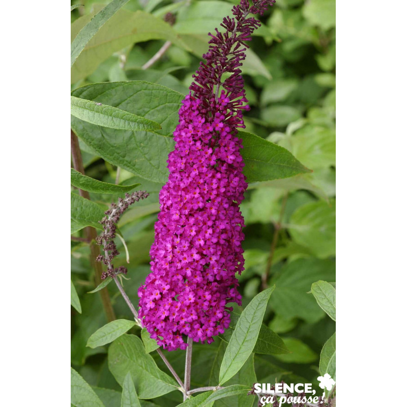 BUDDLEJA davidii Royal Rouge C4.5L - SILENCE ÇA POUSSE 