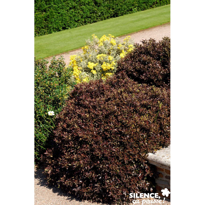 PITTOSPORUM tenuifolium Tom Thumb TFE C4.5L - SILENCE ÇA POUSSE 