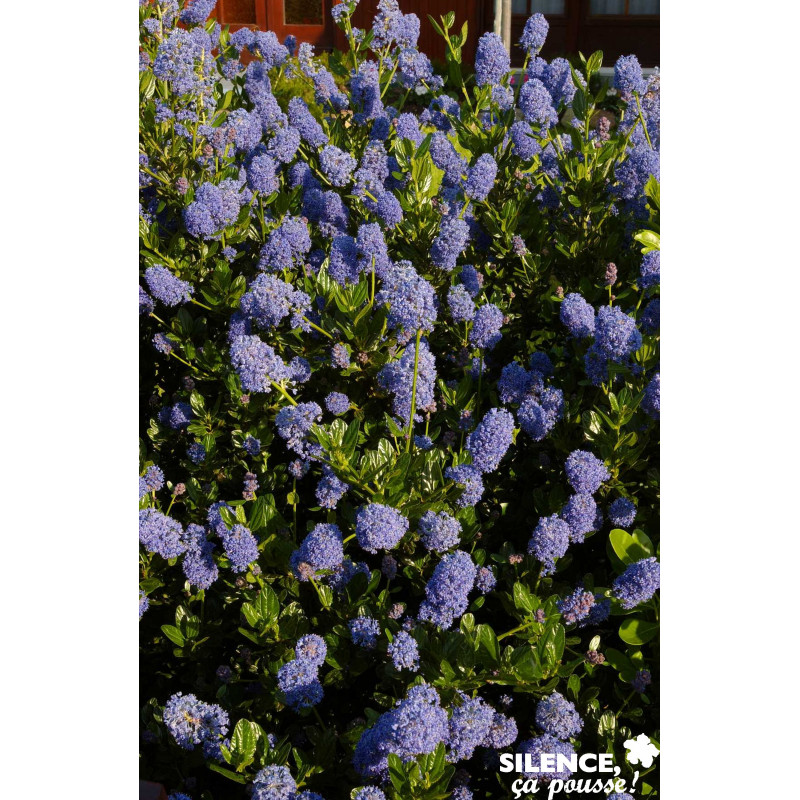 CEANOTHUS victoria C4.5L - SILENCE ÇA POUSSE 