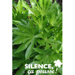 FATSIA japonica Jdm C10L - SILENCE ÇA POUSSE 