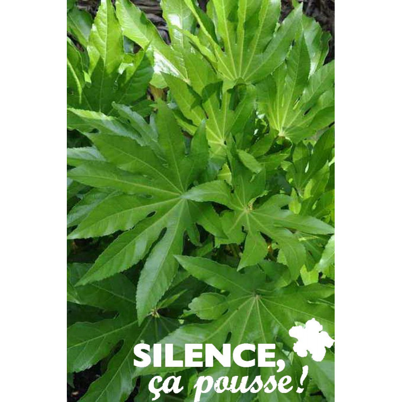 FATSIA japonica Jdm C10L - SILENCE ÇA POUSSE 