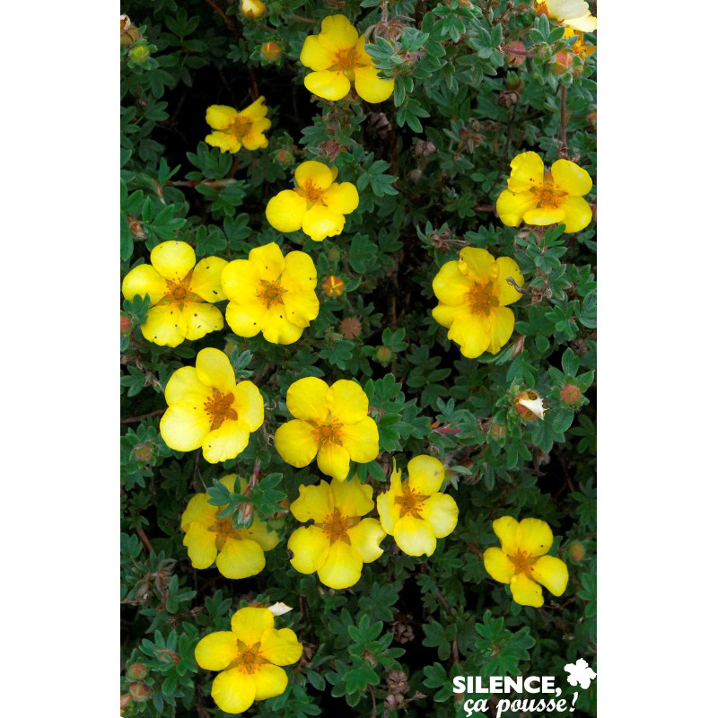 POTENTILLA fructicosa Goldstar C4.5L - SILENCE ÇA POUSSE 