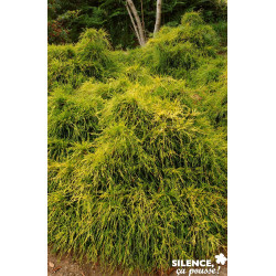 CHAMAECYPARIS pisifera Sungold C4.5L - SILENCE ÇA POUSSE 