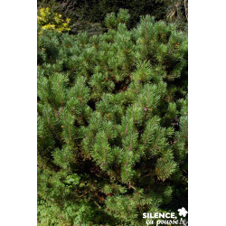 PINUS mugo Mughus C4.5L - SILENCE ÇA POUSSE 