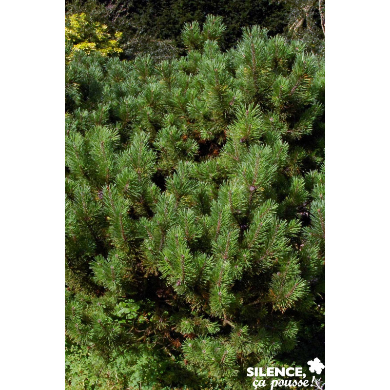 PINUS mugo Mughus C4.5L - SILENCE ÇA POUSSE 