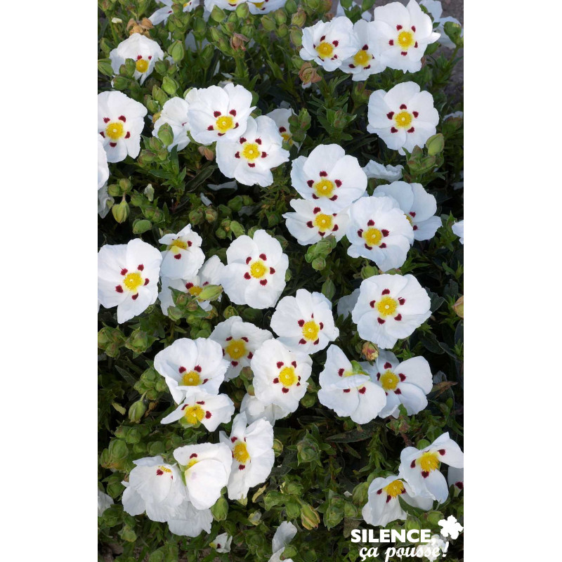 CISTUS dansereaui Decumbens C2L-RC - SILENCE ÇA POUSSE 