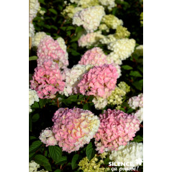 HYDRANGEA paniculata Sundae Fraise® C10L - SILENCE ÇA POUSSE 