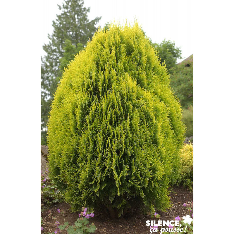 THUJA orientalis Aurea Nana C4.5L - SILENCE ÇA POUSSE 