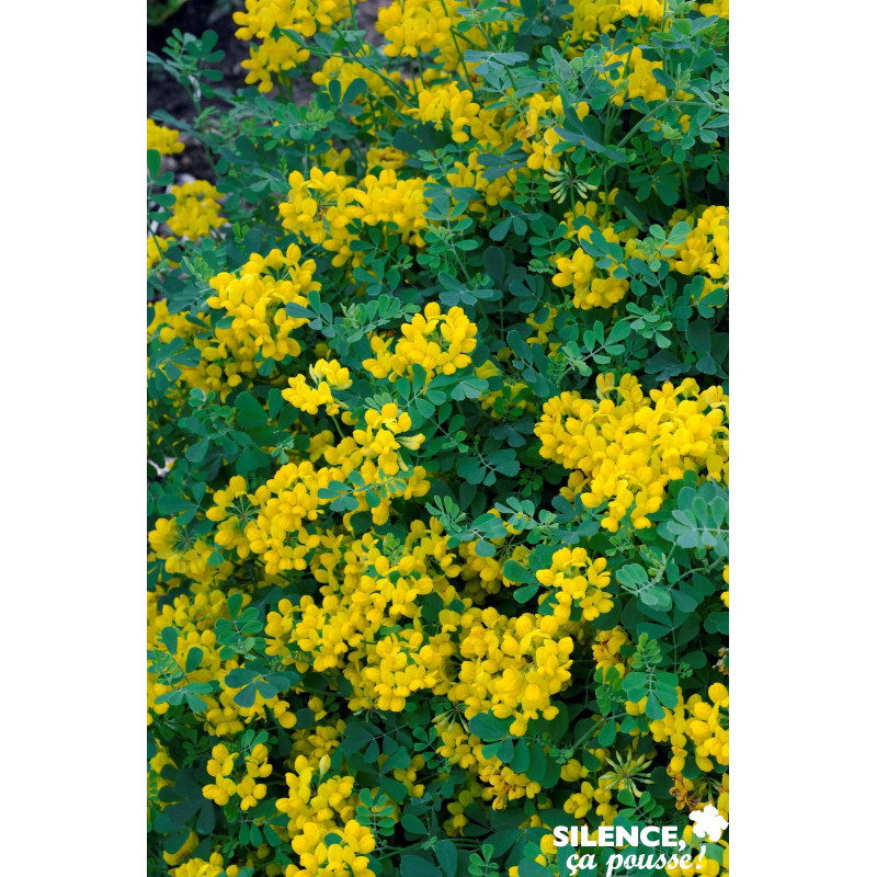 CORONILLA valentina Glauca Selection C4.5L - SILENCE ÇA POUSSE 