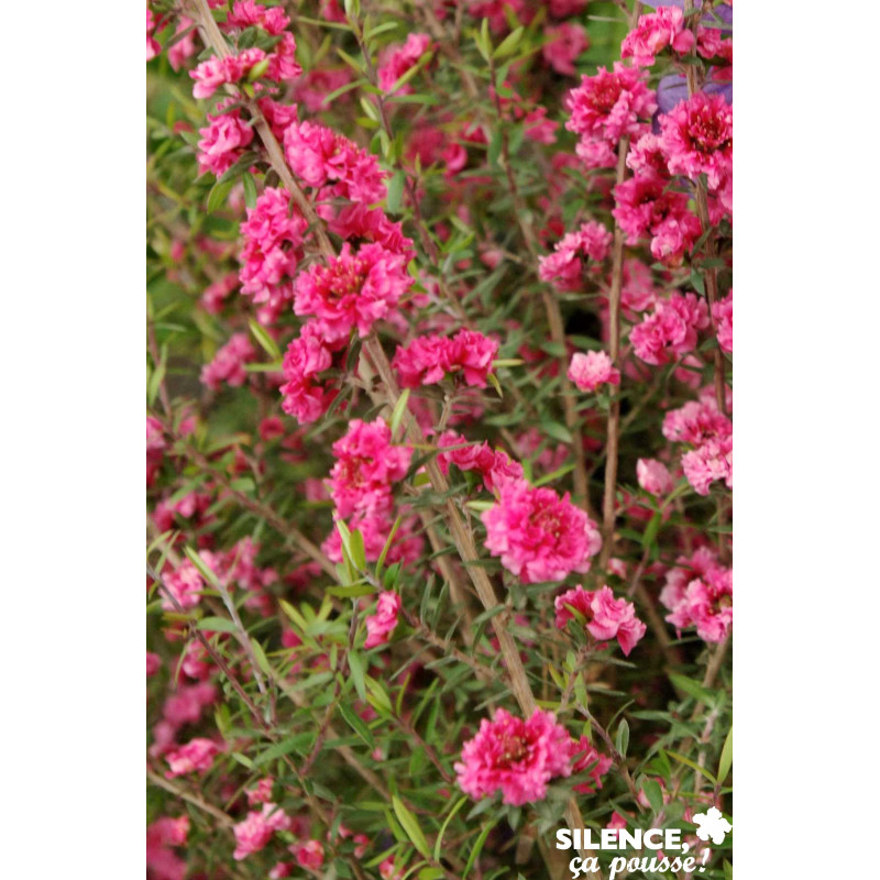 LEPTOSPERMUM red Damask C4.5L - SILENCE ÇA POUSSE 