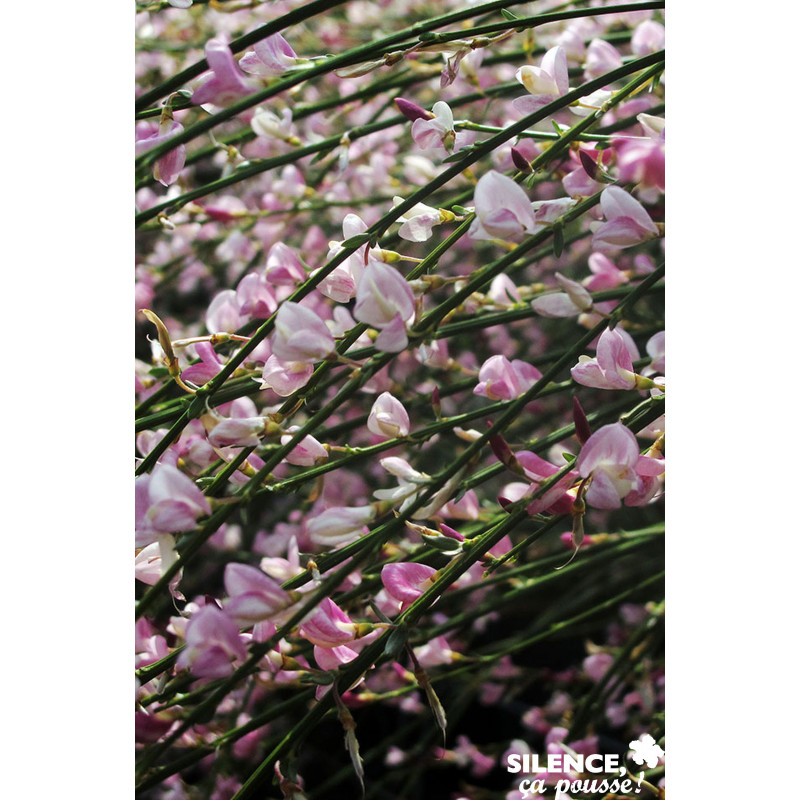 CYTISUS scoparius Moyclare Pink C4.5L - SILENCE ÇA POUSSE 