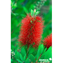 CALLISTEMON LAEVIS - SILENCE ÇA POUSSE 