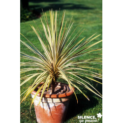 CORDYLINE australis Torbay Dazzler C4.5L - SILENCE ÇA POUSSE 