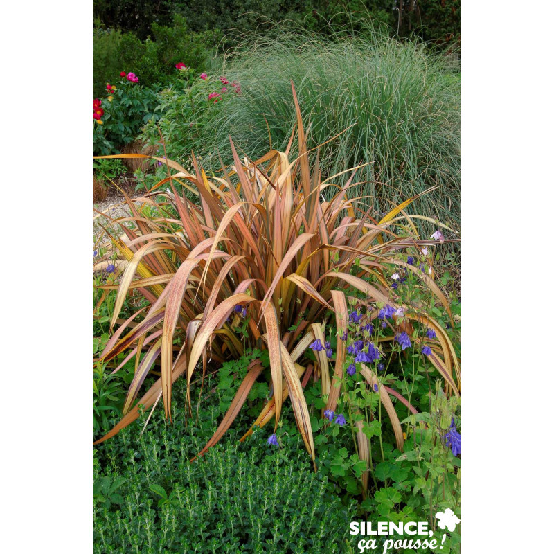 PHORMIUM pink Panther C4.5L - SILENCE ÇA POUSSE 